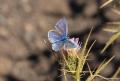 Polyommatus cyaneus (Çokgözlü Siyanmavisi)
